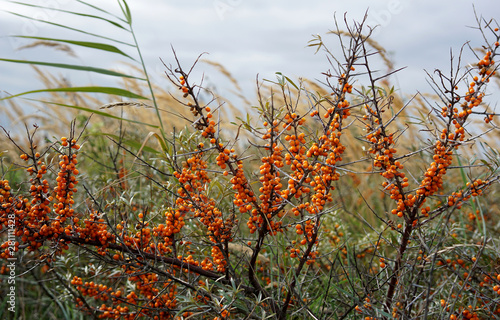 buckthorn berries in a nature reserve