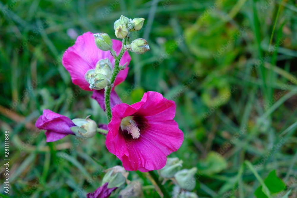 Mallow. Herb with large bright flowers Mallow. Herb with large bright flowers