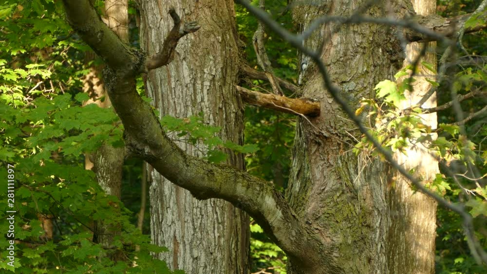 Small white-breasted nuthatch moving on large tree with tiny prey in its beak Small white-breasted nuthatch moving on large tree with tiny prey in its beak