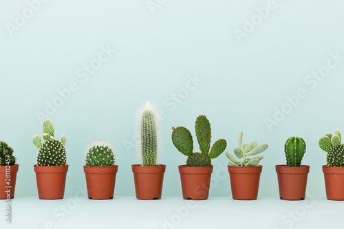 Row of cactus plants photo