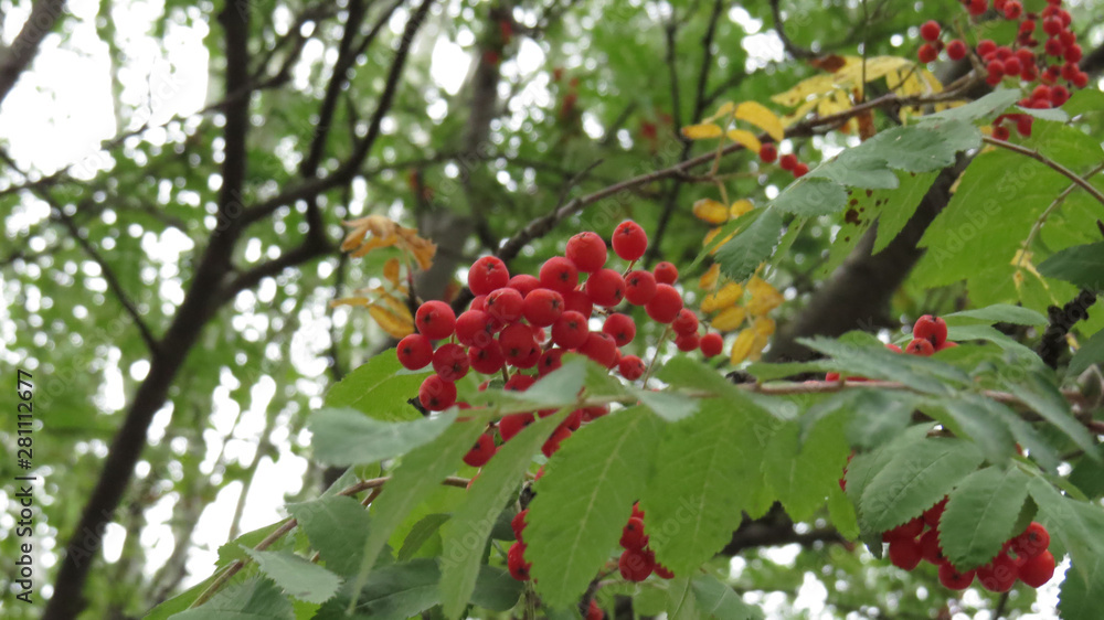 Rowan berries on the tree with green fresh leaves in summer garden                            