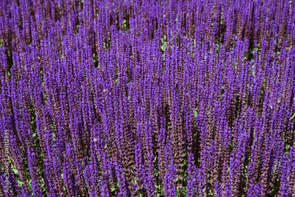Obraz premium Lavender field. Beautiful nature and beautiful flowers.