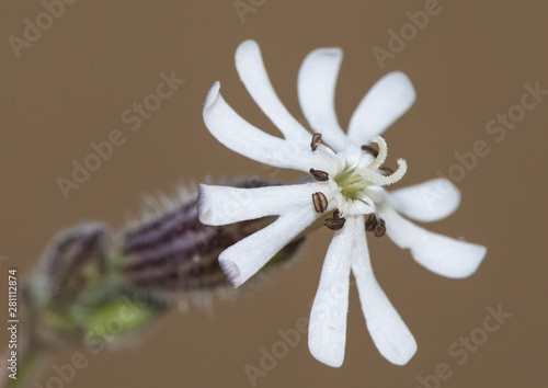 Silene niceensis campion delicate white flower growing on coast sand