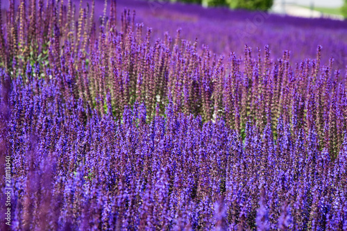 Lavender field. Beautiful nature and beautiful flowers.