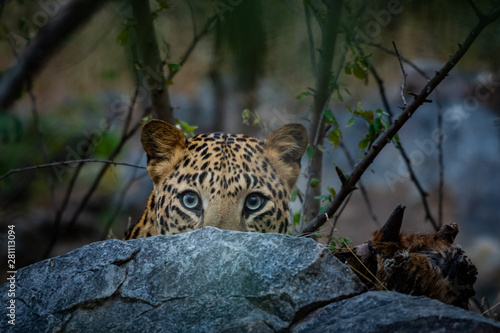 peek a boo moment with aggressive leopard or panthera pardus head shot with expression eating carcass of blue bull at jhalana forest reserve, jaipur, india	 photo