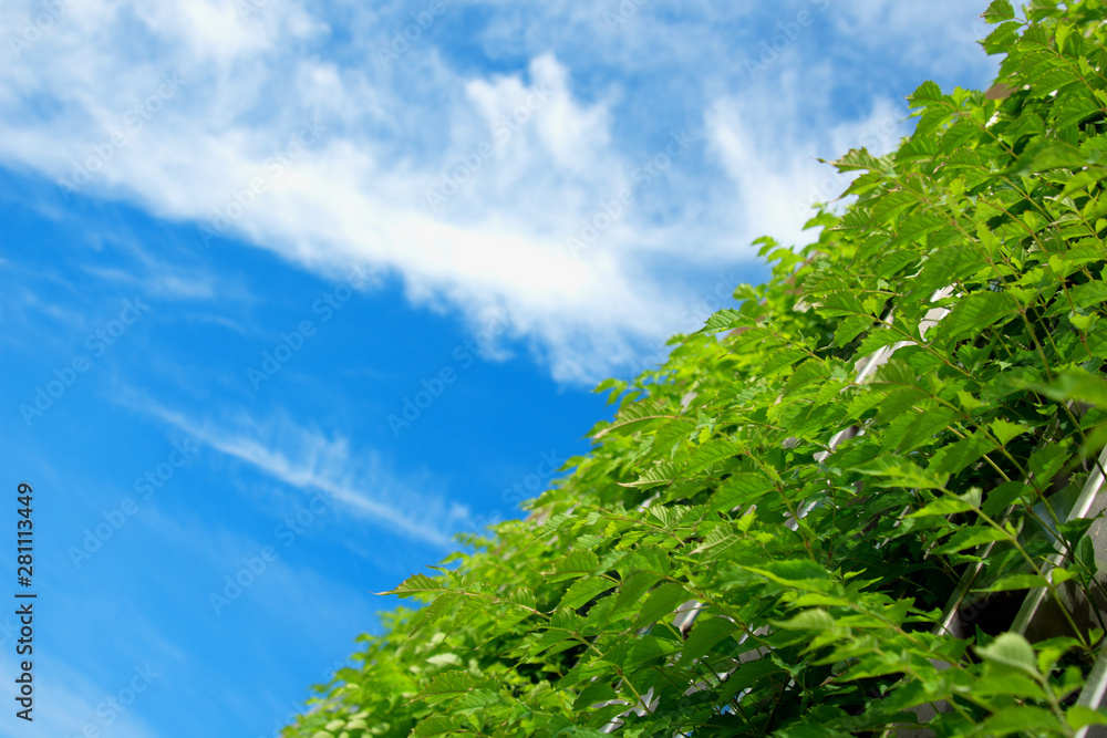 Obraz premium Copy space. Sky and plants.