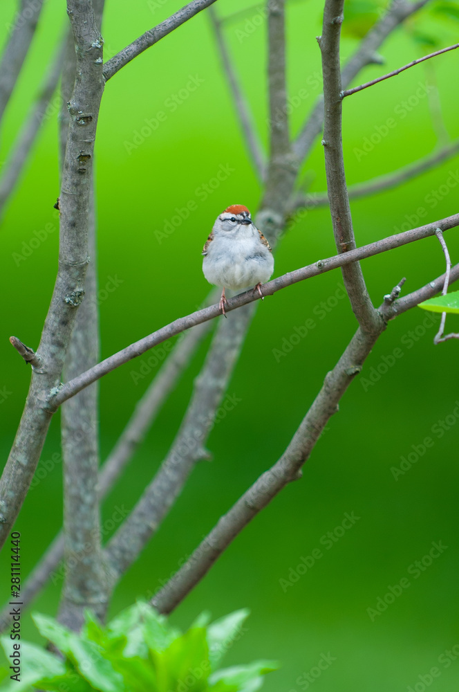 Sparrow on a branch with blurred green background