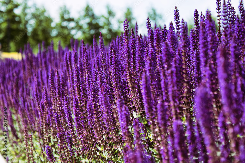 Obraz premium Lavender field. Beautiful nature and beautiful flowers.
