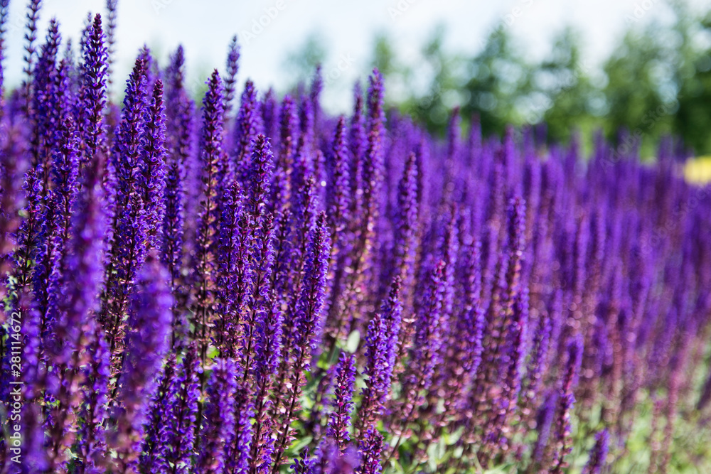 Fototapeta premium Lavender field. Beautiful nature and beautiful flowers.