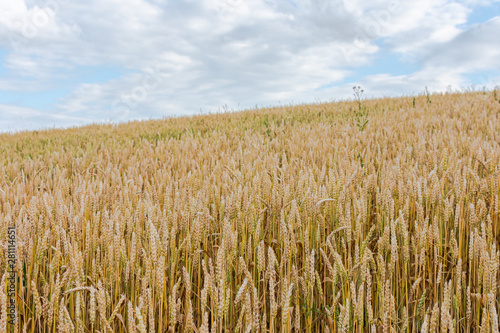 Slope with a wheat field  ripening of cereals   agriculture