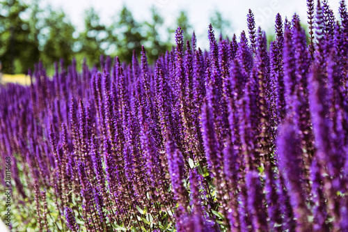 Lavender field. Beautiful nature and beautiful flowers.