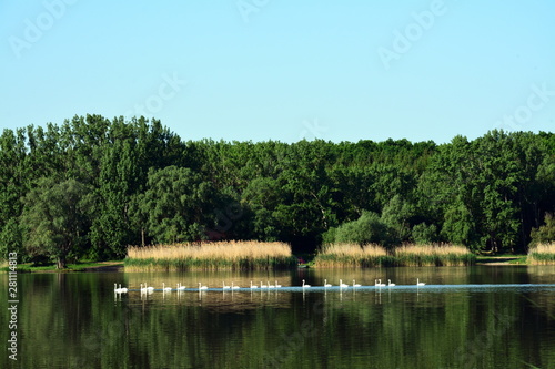 A flock of swans on the lake © sebi_2569