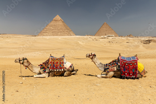 Camels in Giza Pyramid Complex, Cairo, Egypt