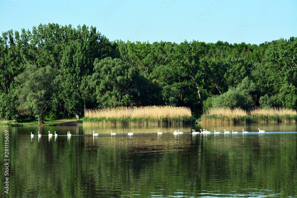 Fototapeta premium A flock of swans on the lake