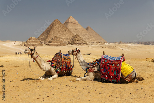Camels in Giza Pyramid Complex  Cairo  Egypt
