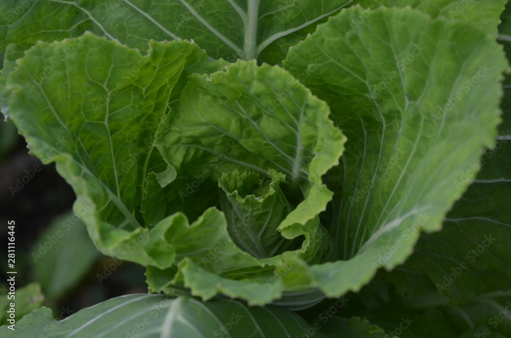 fresh lettuce in the garden fresh lettuce in the garden
