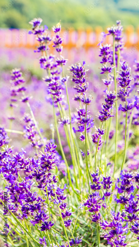 Naklejka premium Lavender Fields in Kent Countryside