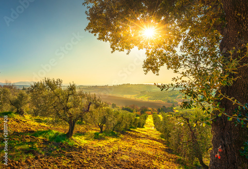 Fototapeta Maremma countryside panorama and olive trees on sunset
