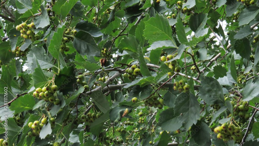 Fototapeta premium Hawthron green berries on the tree in summer 