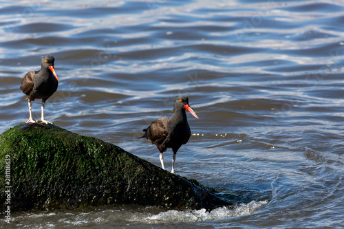 African Oystercatcher on a rock at sea. (Pilpilen Negro) Latin Name Haematopus Ater. Tongoy. Chile