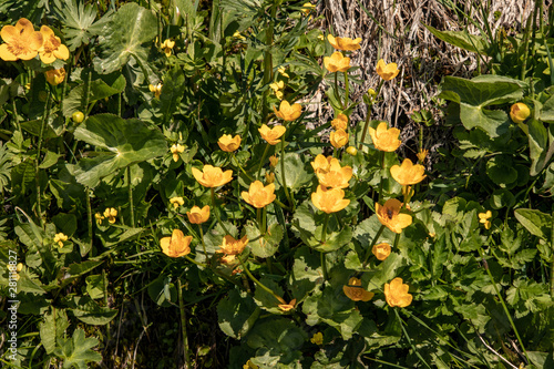 View of wild yellow marsh marigold and kingcup, Caltha palustris, on a meadow in the swiss alps.