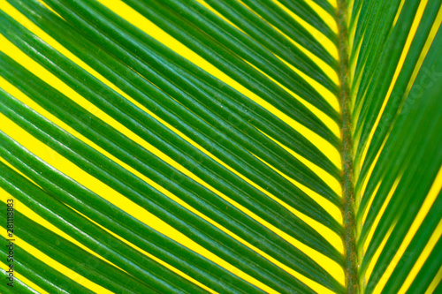 Tropical palm leaves on a bright yellow background close-up. Summer concept. Flat image.