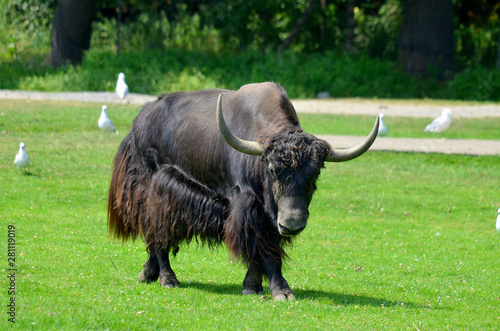 The yak is a long-haired bovid found throughout the Himalaya region of southern Central Asia, the Tibetan Plateau and as far north as Mongolia and Russia. photo