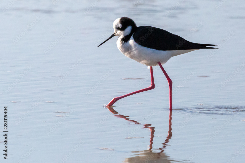 Black-Necked Stilt at wetland. (Perrito) Latin Name Himantopus Mexicanus Black-Necked Stilt at wetland. (Perrito) Latin Name Himantopus Mexicanus