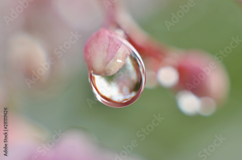 The rest of the morning dew sticks to the flower buds