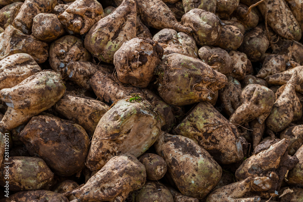 Sugar beet cut with leaves Sugar beet cut with leaves
