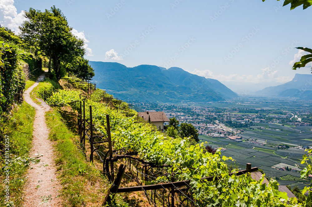 Dorf Tirol, Herrschaftsweg, Wanderweg, Weinberge, Weinpergola, Obstbäume, Vinschgau, Südtirol, Sommer, Italien