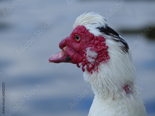 Red Face Duck at La Pradera Lake in Dosquebradas Colombia photo