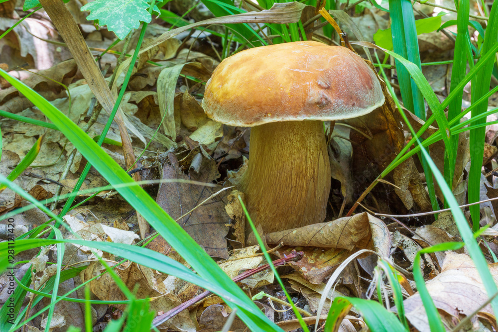 edible white mushroom boletus in green grass on summer day edible white mushroom boletus in green grass on summer day