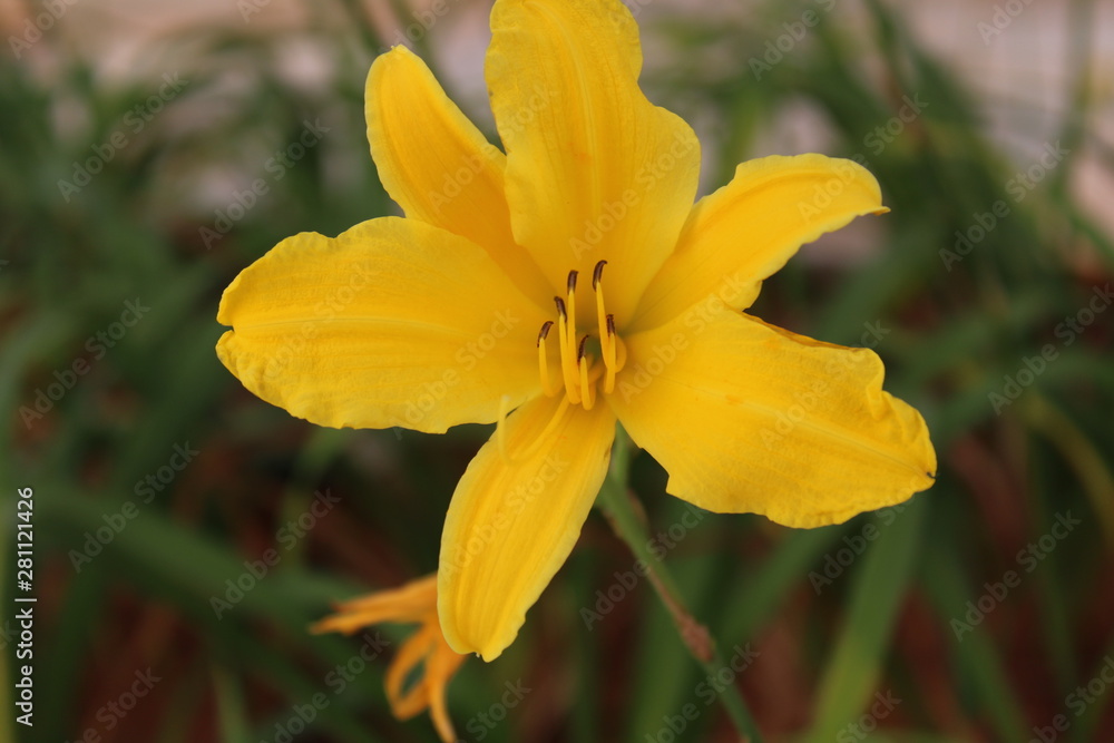 Flor, Natureza Flor, Natureza