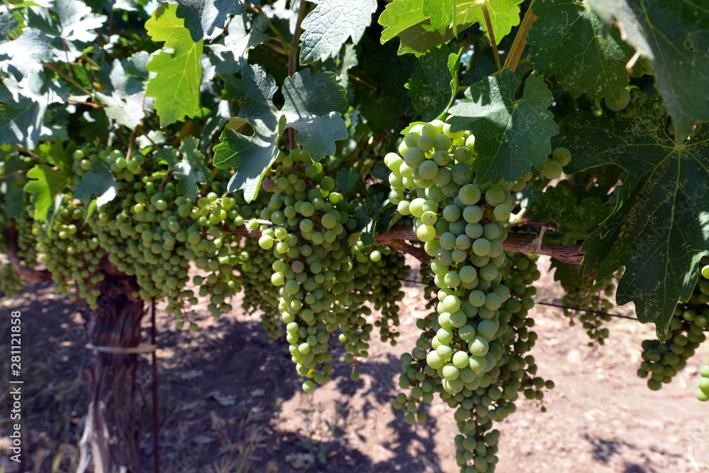 Napa Valley Wine Grapes