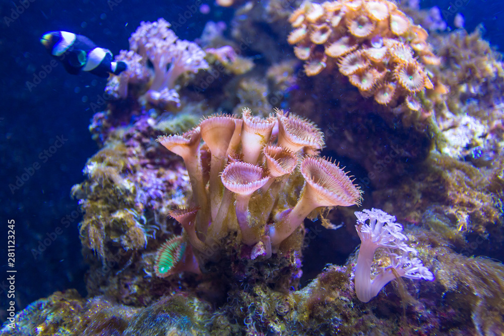 Small fish in deep water in aquarium, Barcelona, Spain Small fish in deep water in aquarium, Barcelona, Spain