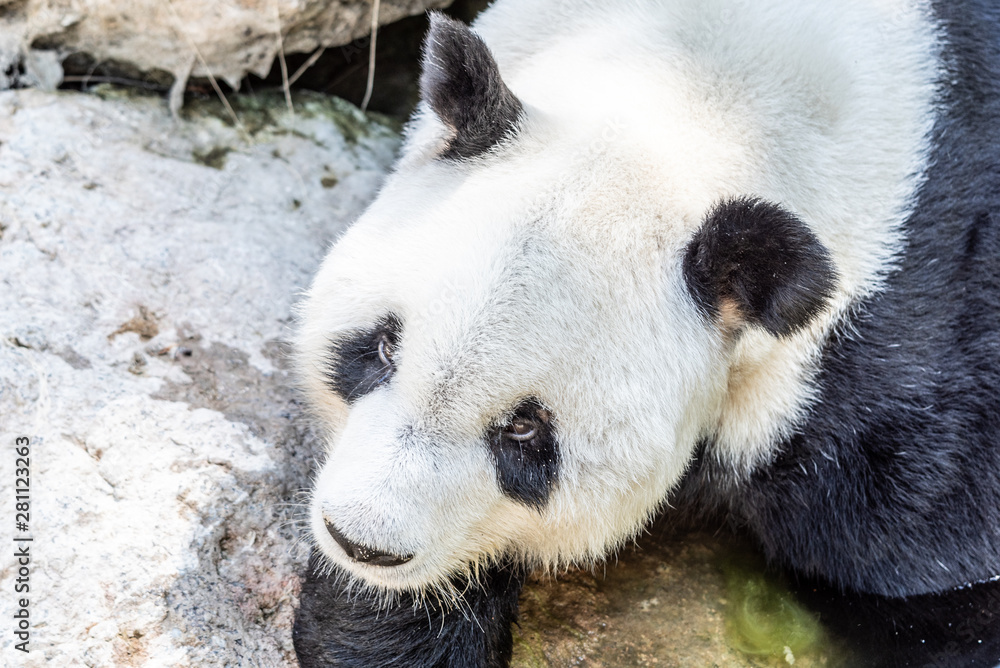 Giant Panda with sad eyes lying on the ground