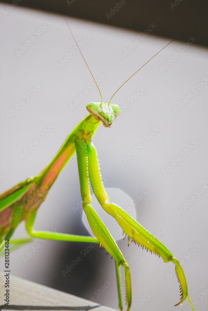 Mantis Insect Mantis Insect
