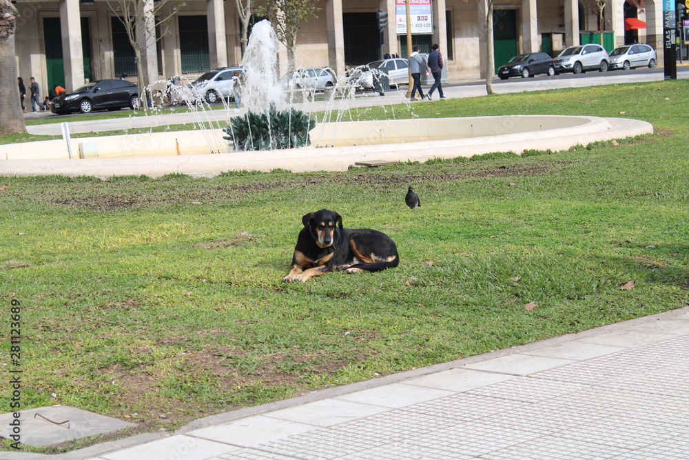 Buenos Aires, Praça, Cachorro