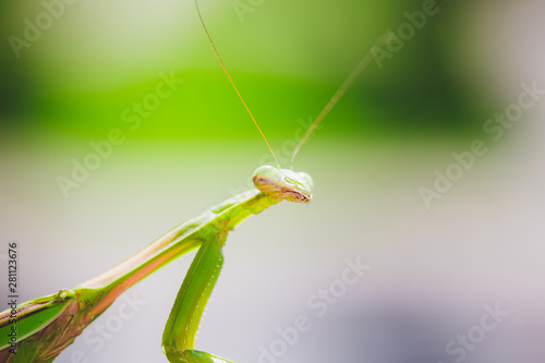 Mantis Insect © KCULP