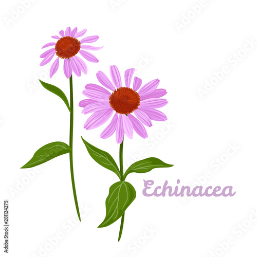 Echinacea purpurea flowers isolated on white background. Vector illustration of a healing plant in cartoon simple flat style.