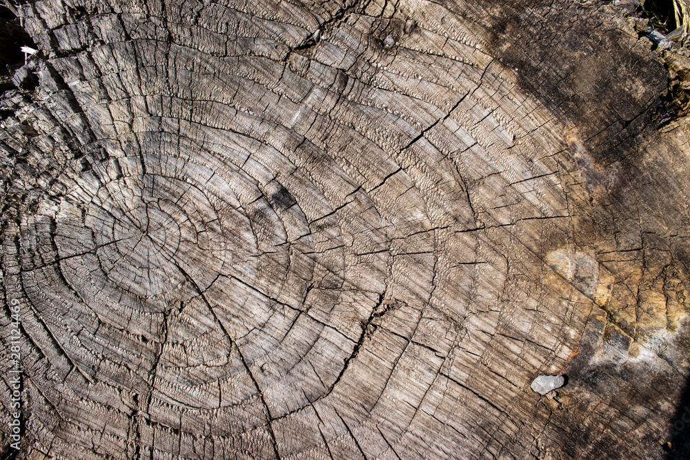 Fototapeta premium Tree stump wood bark grain texture vintage background