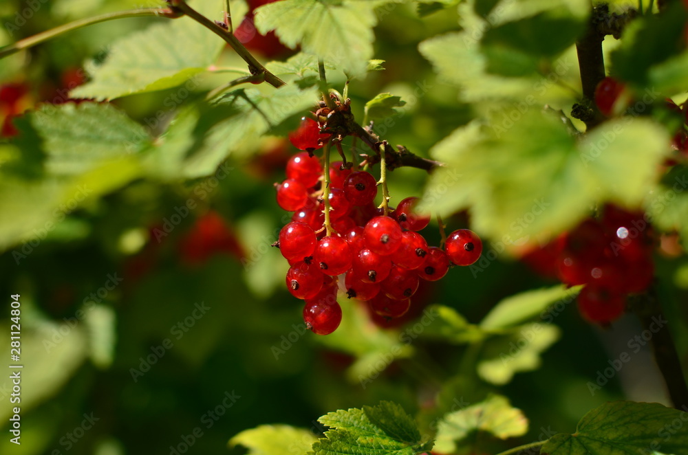 Fototapeta premium Bright red currants on the bush