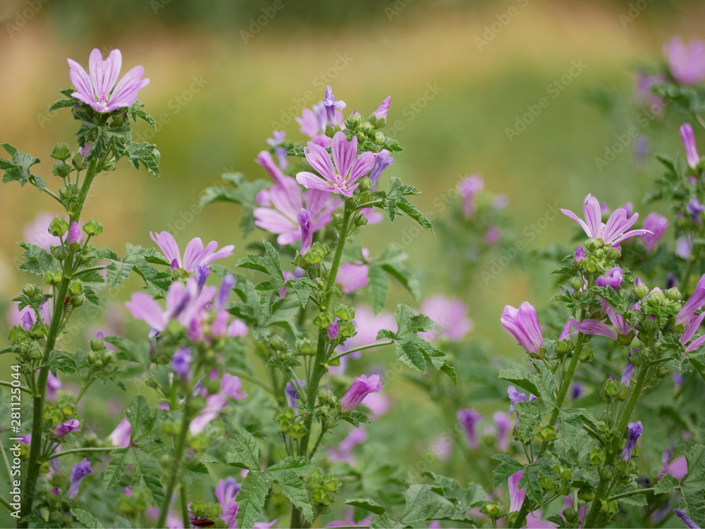 Common mallow (Malva sylvestris, cheeses, high mallow, tall mallow) - plant species of the mallow genus Malva (family Malvaceae) Common mallow (Malva sylvestris, cheeses, high mallow, tall mallow) - plant species of the mallow genus Malva (family Malvaceae)