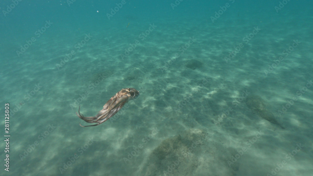 Obraz premium Underwater photo of octopus swimming in tropical exotic Mediterranean sandy beach with turquoise sea