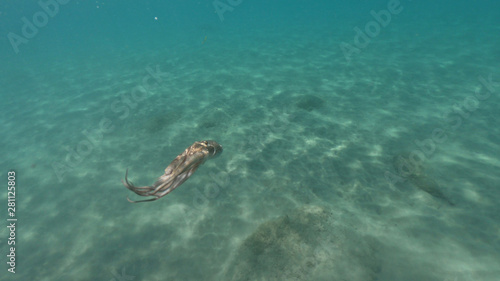 Underwater photo of octopus swimming in tropical exotic Mediterranean sandy beach with turquoise sea