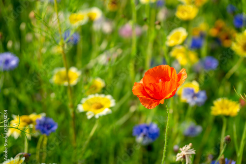 field or meadow of wild flowers - poppy flower