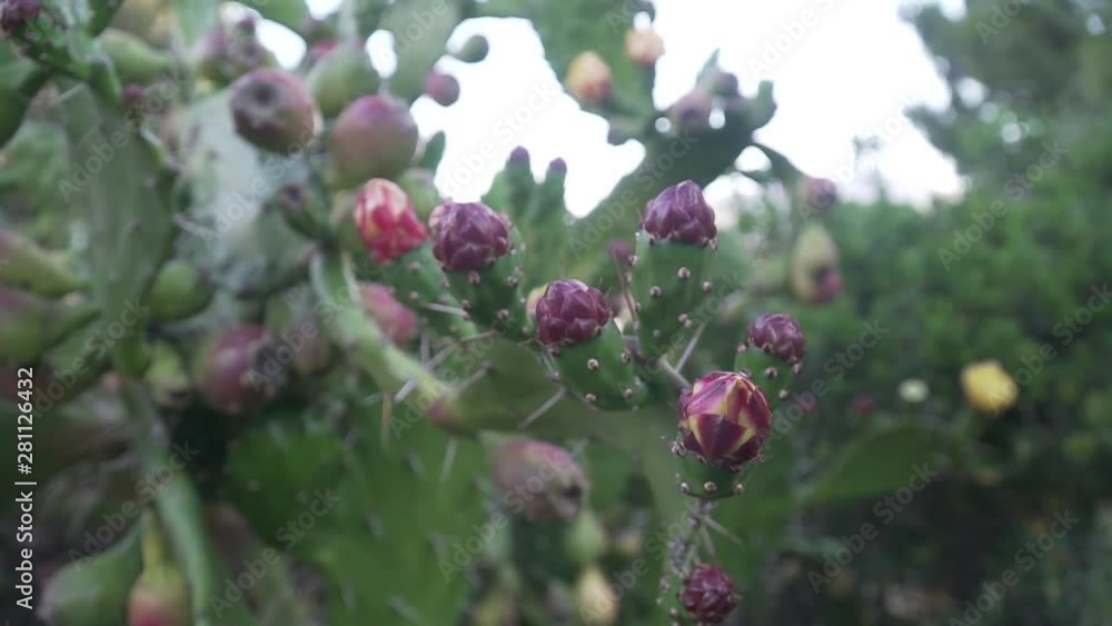 spiny cactus with unblown flowers spiny cactus with unblown flowers