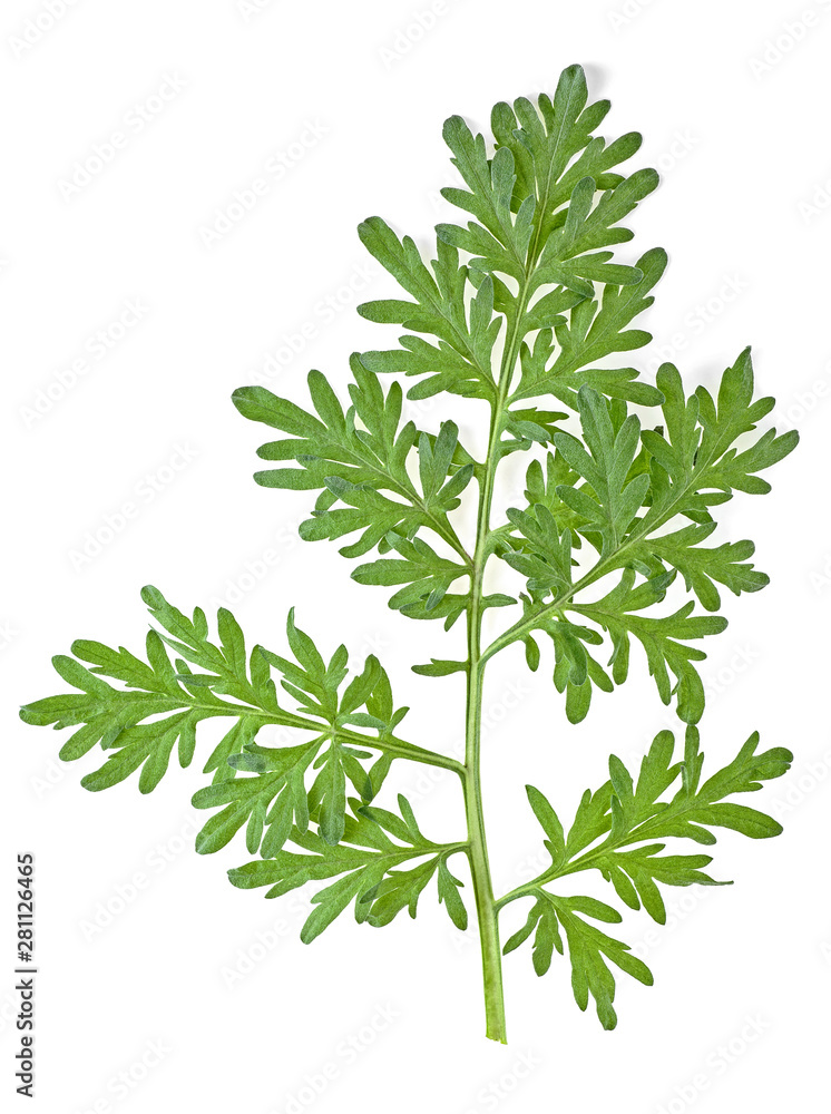 Obraz premium Leaf of wormwood isolated on white background