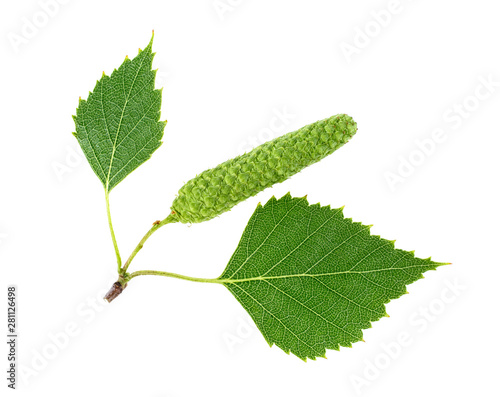 Young branch of birch with bud and leaves isolated on a white background
